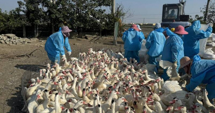 Tiêu hủy khẩn 5.200 con vịt tại một trang trại, nguyên nhân khiến nhiều người xôn xao Ảnh 1