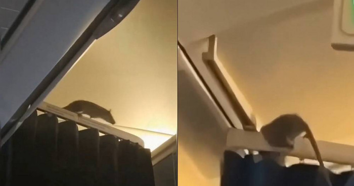 Phát hiện bóng đen di chuyển trên khoang máy bay, hành khách tá hỏa sau khi biết danh tính Ảnh 1