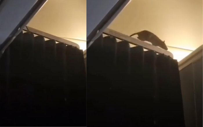 Phát hiện bóng đen di chuyển trên khoang máy bay, hành khách tá hỏa sau khi biết danh tính Ảnh 2