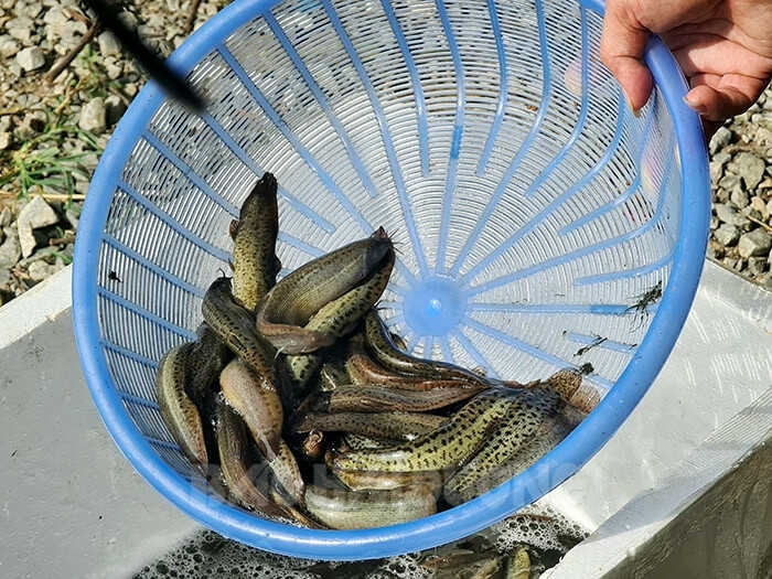 (Ảnh minh họa từ Internet)