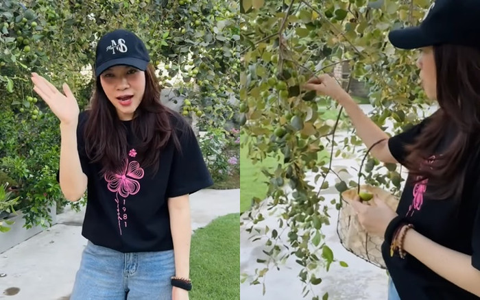 Theo chân khám phá khu vườn của Mỹ Tâm, nhiều người sẽ phải xuýt xoa khi thấy cây nào cũng trĩu quả.