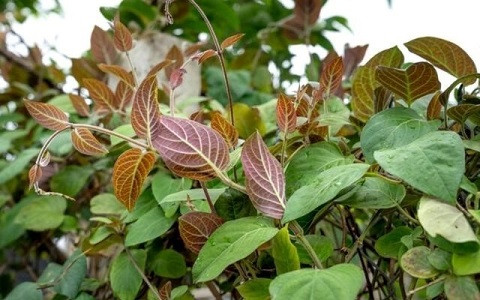 Loại rau mọc nhiều ở Việt Nam được cho là tốt cho sức khỏe. (Ảnh minh họa từ Internet)