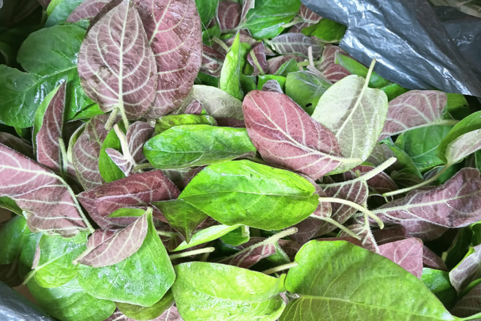 Lá mơ đã được dùng như một loại rau gia vị ăn kèm trong nhiều món truyền thống. (Ảnh minh họa từ Internet)