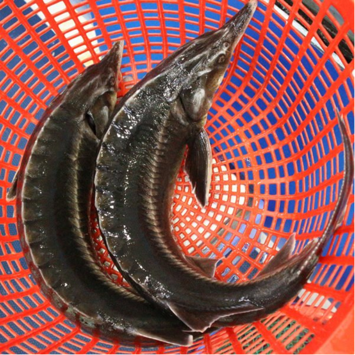 Cá tầm có hình dáng đặc biệt, da màu xám hoặc đen. (Ảnh minh họa từ Internet)