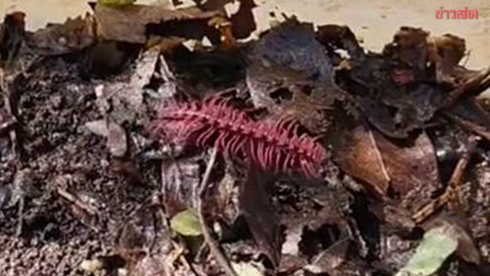 Phát hiện sinh vật quý hiếm có màu sắc cực lạ, người dân ùn ùn kéo đến xem Ảnh 3