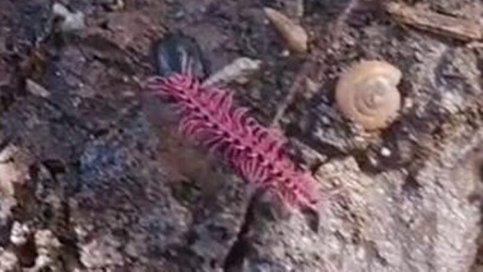 Phát hiện sinh vật quý hiếm có màu sắc cực lạ, người dân ùn ùn kéo đến xem Ảnh 2