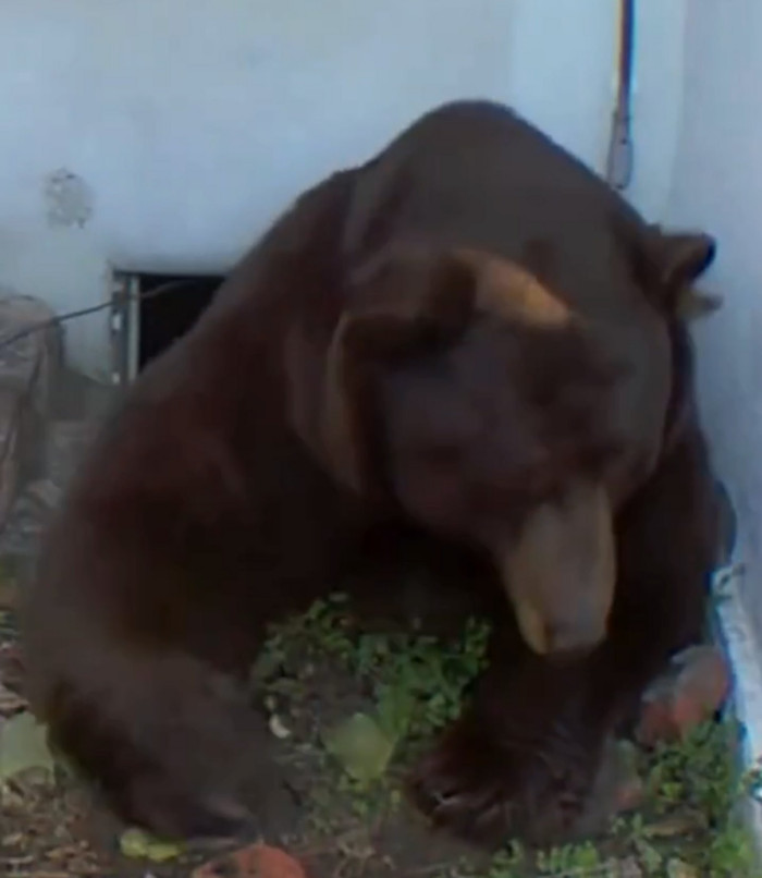 Nhà cửa nhiều lần bị phá hoại, người đàn ông kinh hãi khi phát hiện con 'quái vật' 200 ký sống trong nhà Ảnh 3