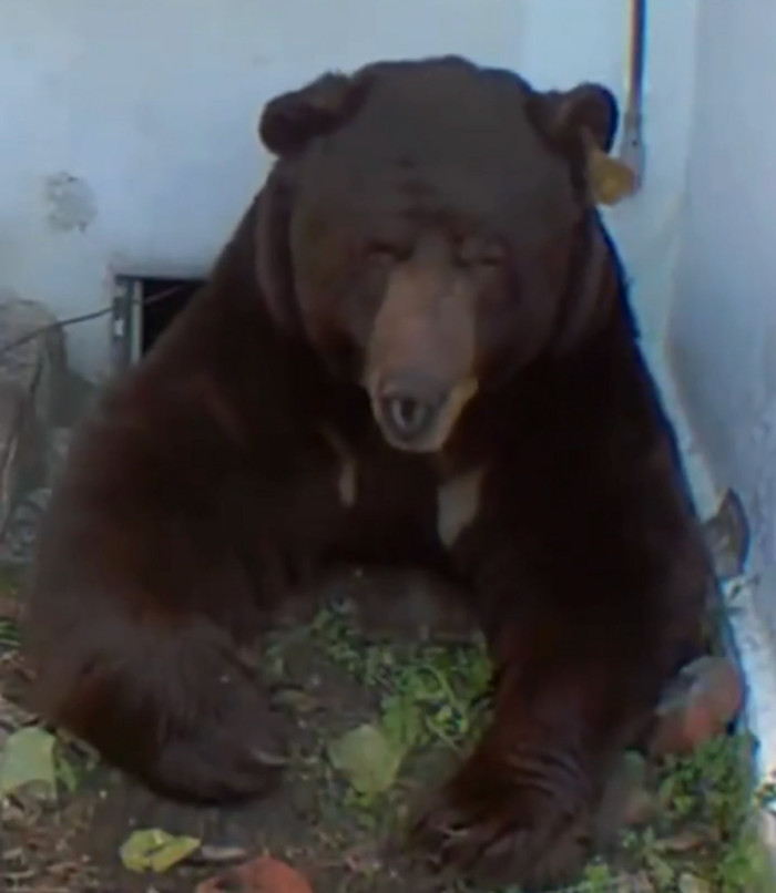 Nhà cửa nhiều lần bị phá hoại, người đàn ông kinh hãi khi phát hiện con 'quái vật' 200 ký sống trong nhà Ảnh 2