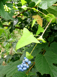 Loại rau mọc dại khiến loài rắn phải tránh xa, hương vị cực lạ miệng Ảnh 5