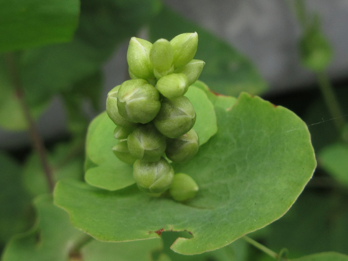 Loại rau mọc dại khiến loài rắn phải tránh xa, hương vị cực lạ miệng Ảnh 4