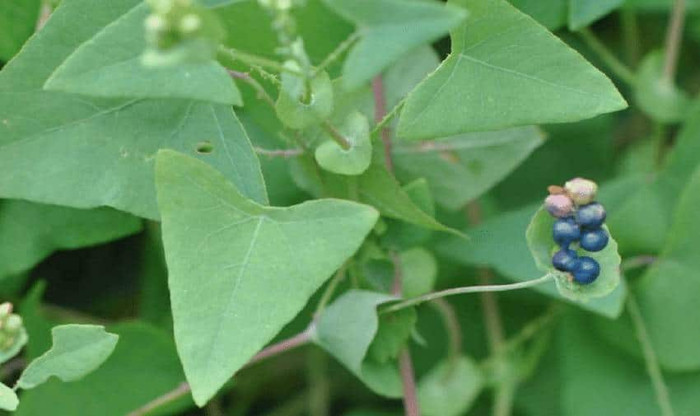 Loại rau mọc dại khiến loài rắn phải tránh xa, hương vị cực lạ miệng Ảnh 3