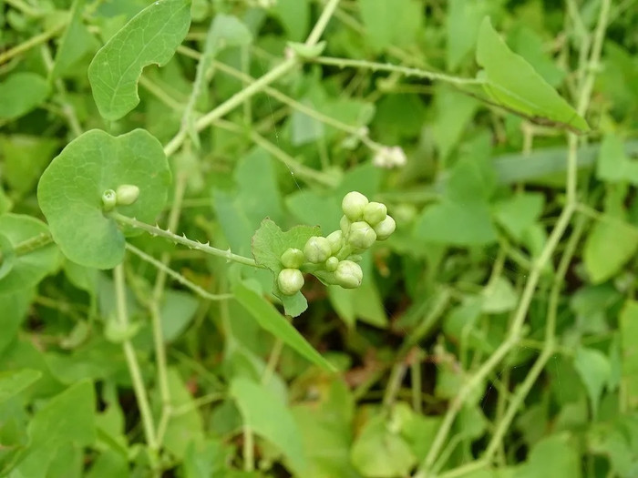 Loại rau mọc dại khiến loài rắn phải tránh xa, hương vị cực lạ miệng Ảnh 2