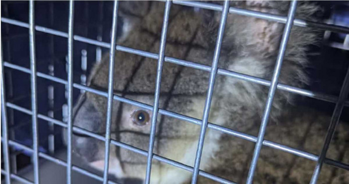 'Vị khách đặc biệt' xuất hiện trên xe buýt, câu chuyện đằng sau gây xúc động Ảnh 3