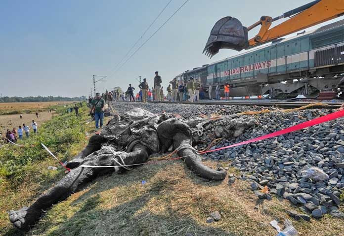 7 con thú khổng lồ bị xe lửa tông chết tại chỗ, hiện trường gây bàng hoàng Ảnh 1
