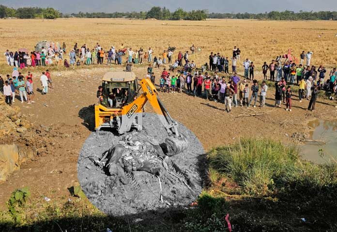 7 con thú khổng lồ bị xe lửa tông chết tại chỗ, hiện trường gây bàng hoàng Ảnh 3