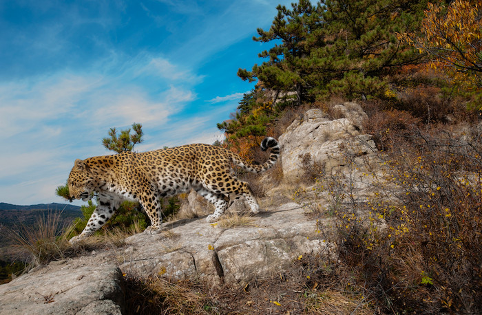 Loài thú săn mồi biến mất suốt 30 năm nay xuất hiện trở lại gây xôn xao Ảnh 3