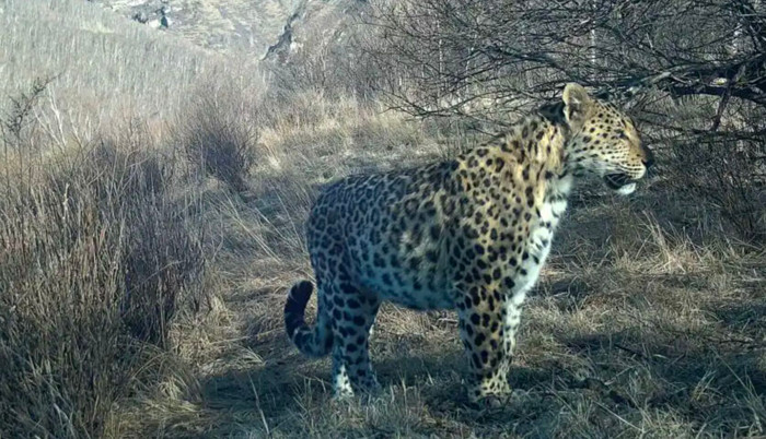 Loài thú săn mồi biến mất suốt 30 năm nay xuất hiện trở lại gây xôn xao Ảnh 2