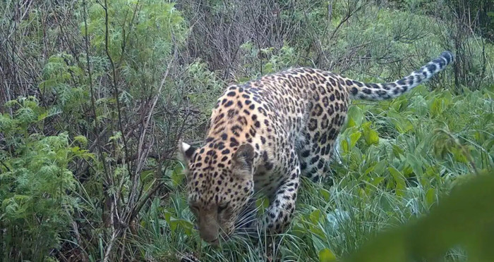 Loài thú săn mồi biến mất suốt 30 năm nay xuất hiện trở lại gây xôn xao Ảnh 1