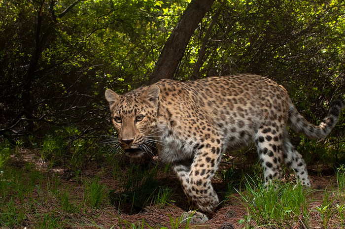 Loài thú săn mồi biến mất suốt 30 năm nay xuất hiện trở lại gây xôn xao Ảnh 4