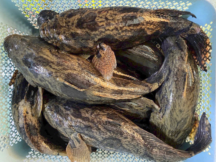 Loại cá nước ngọt đặc sản ở Cà Mau giá gần 500.000 đồng/kg vẫn 'cháy hàng' Ảnh 6