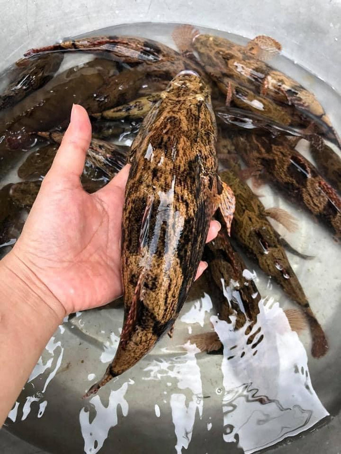 Cận cảnh con cá bống tượng.