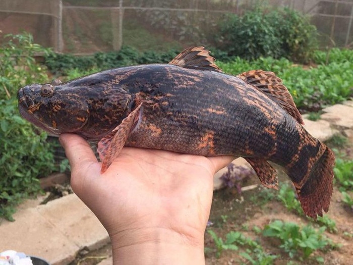 Ngày nay, cá bống tượng được nhiều người săn lùng tìm mua.