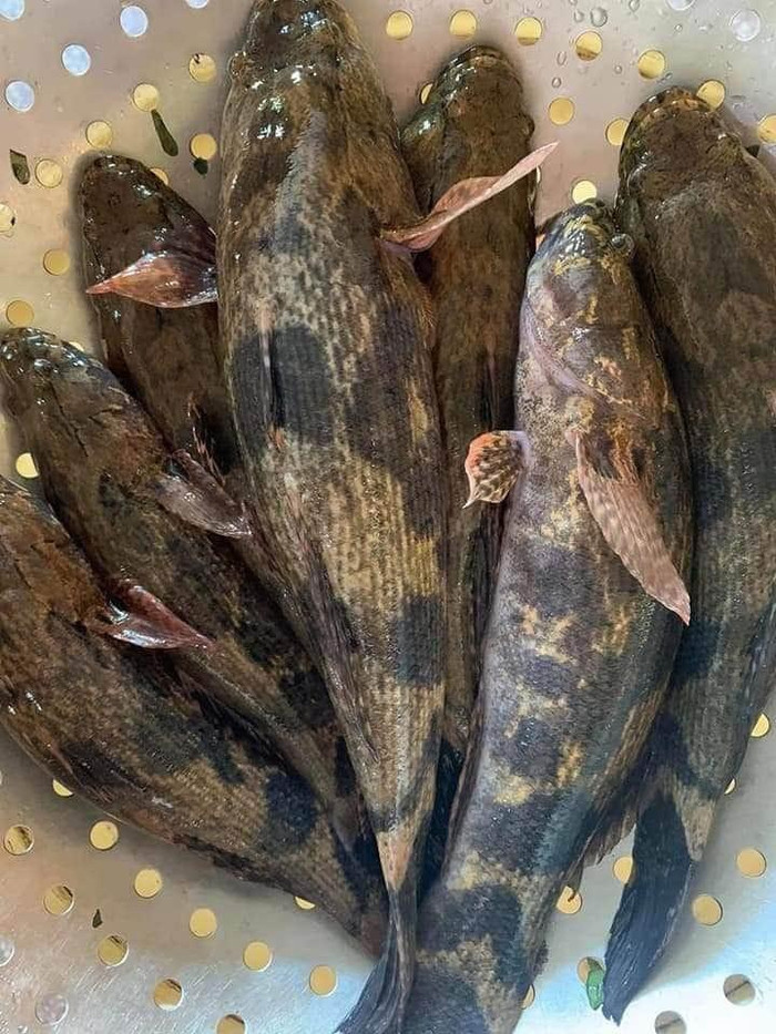 Cá bống tượng cỡ lớn có giá tới 500.000 đồng/kg.