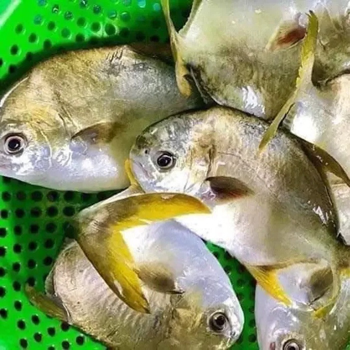 Cá chim vàng anh được nhiều người sành ăn săn lùng. Đây cũng là loại cá đứng đầu danh sách 'tứ quý ngư' là 4 loại cá quý, thơm ngon. (Ảnh minh họa từ Internet)