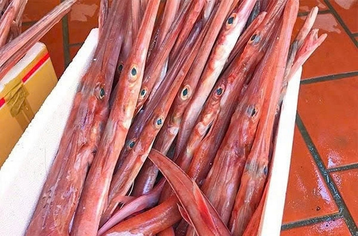 Cá chìa vôi gây ấn tượng ngay từ cái tên và hình dáng. (Ảnh từ Internet)