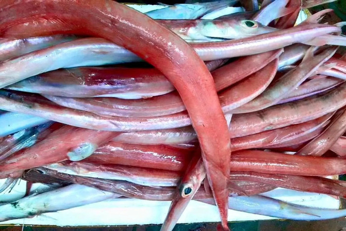 Loại cá có hình thù kỳ lạ nhất nhì Việt Nam. Ảnh từ Internet.