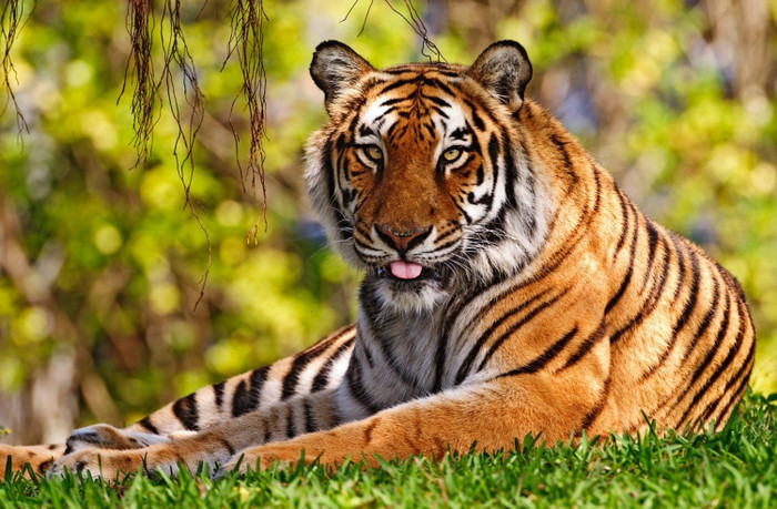 Từ nay tới hết tháng 11 âm lịch: 4 con giáp dễ vướng tranh chấp, cẩn trọng xung đột tránh 'bé xé ra to' Ảnh 1