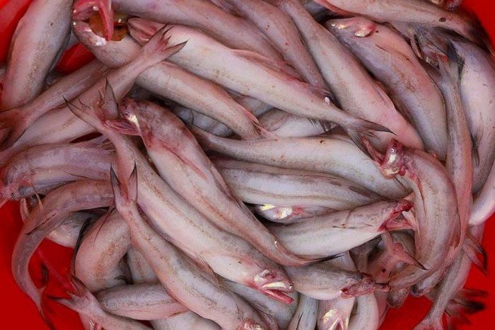 Ảnh minh họa từ Internet.