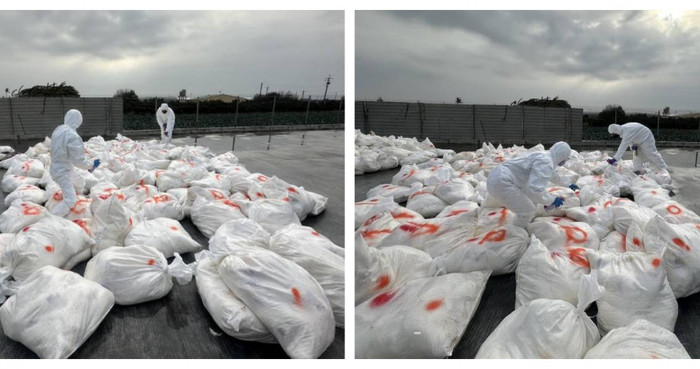 Trại gà bị tiêu hủy khẩn cấp hơn 27 nghìn con, nguyên nhân gây xôn xao Ảnh 3