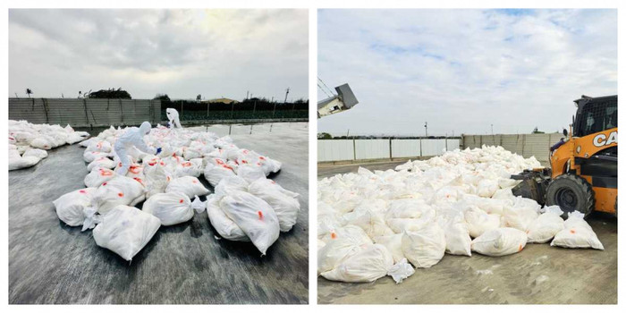 Trại gà bị tiêu hủy khẩn cấp hơn 27 nghìn con, nguyên nhân gây xôn xao Ảnh 1