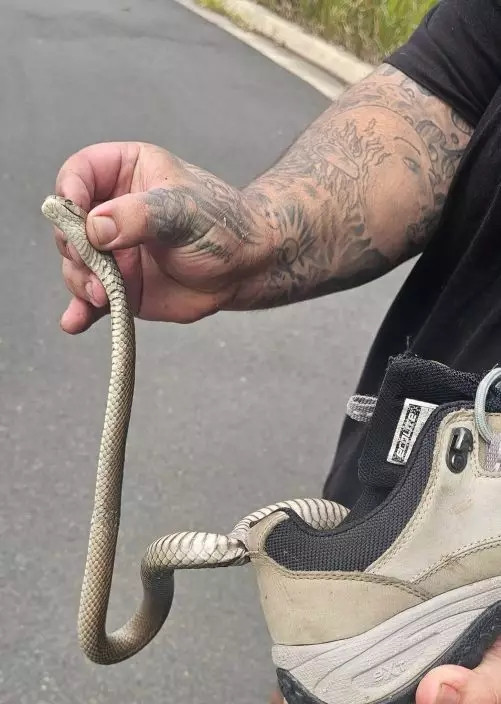 Hoạt động ngoài trời, người phụ nữ 'chết lặng' khi phát hiện rắn độc quấn quanh giày Ảnh 1