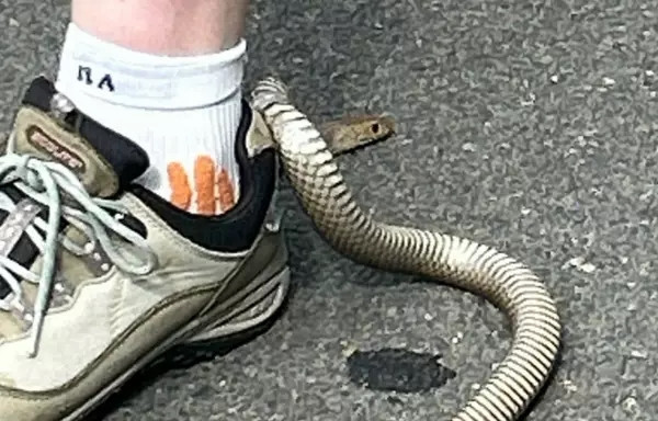 Hoạt động ngoài trời, người phụ nữ 'chết lặng' khi phát hiện rắn độc quấn quanh giày Ảnh 3