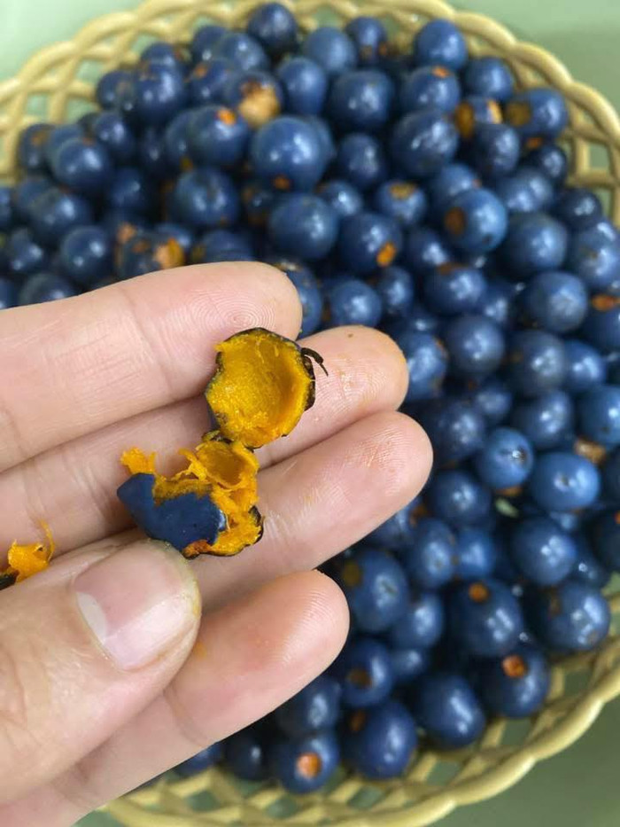 Loại quả đen sì ở Phú Thọ bất ngờ nổi lên như cồn, người khen béo bùi, người chê 'rùng mình' khi vừa cắn thử Ảnh 4