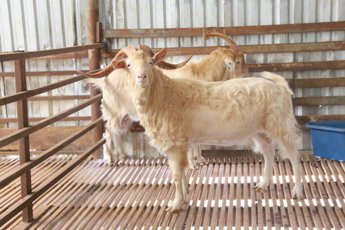 Nuôi dê suốt 30 năm, người đàn ông bỗng mắc bệnh lạ khiến bác sĩ phải lên tiếng cảnh báo Ảnh 3