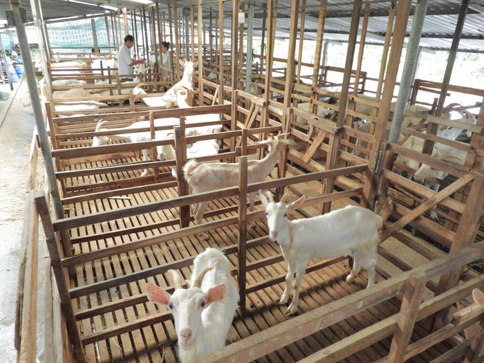 Ảnh minh họa&nbsp;