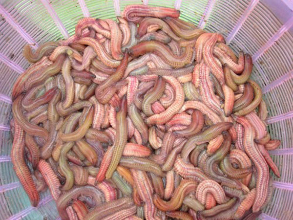 Theo chân Văn Toàn - bạn thân Hòa Minzy thưởng thức đặc sản nức tiếng Hải Dương Ảnh 4