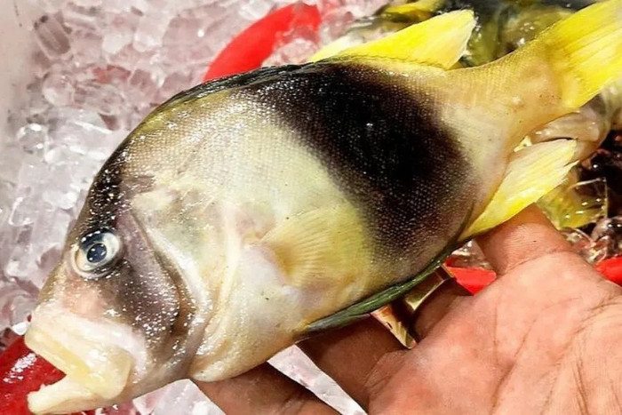 Loại cá nhìn như cá cảnh, giá gần 500.000 đồng/kg nhưng có tiền cũng khó mua Ảnh 3