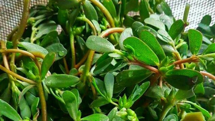 Ảnh minh họa từ Internet.