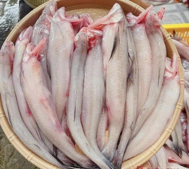 Cá khoai xuất hiện nhiều ở vùng biển miền Trung và miền Bắc.