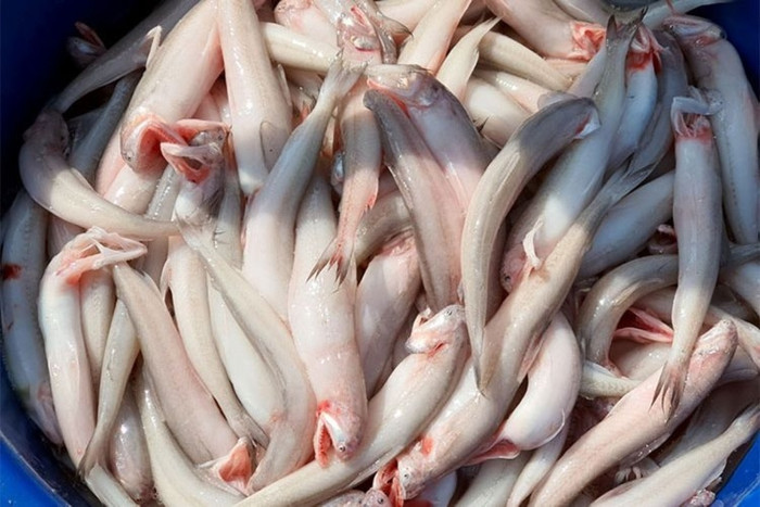 Cá khoai - cái tên quen thuộc của một loại củ.