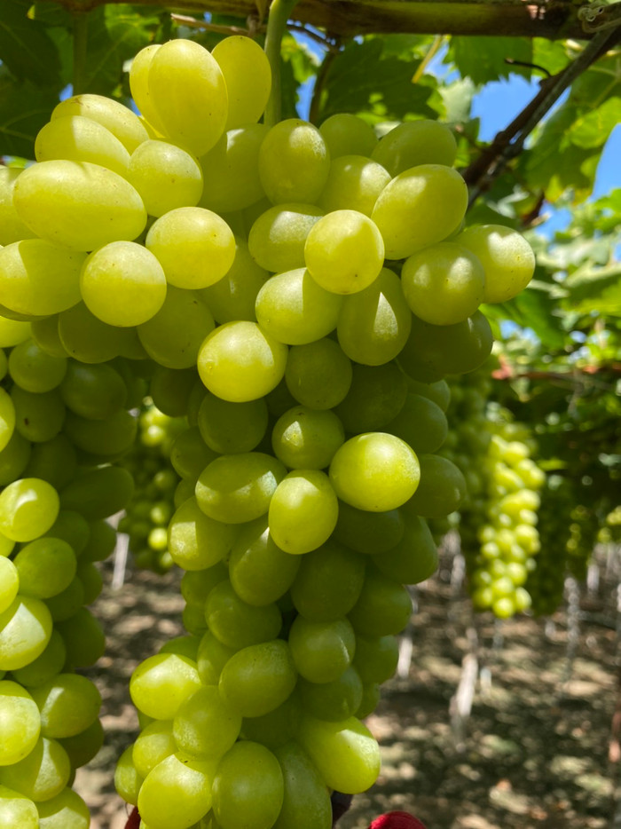 Ảnh minh họa&nbsp;