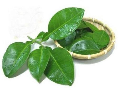 Lá bưởi mang nhiều ý nghĩa tâm linh sâu sắc - Ảnh: Internet