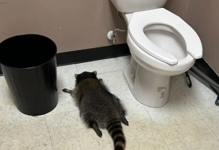 Con thú say rượu đột nhập vào nhà người dân quậy phá, hiện trường khó tin Ảnh 2