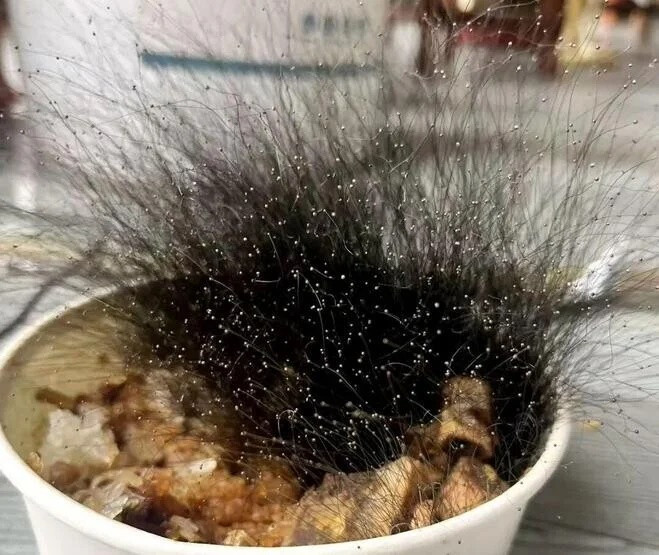 Để quên bát cơm ở văn phòng nửa tháng, người đàn ông tá hỏa trước cảnh tượng khi đi làm trở lại Ảnh 3