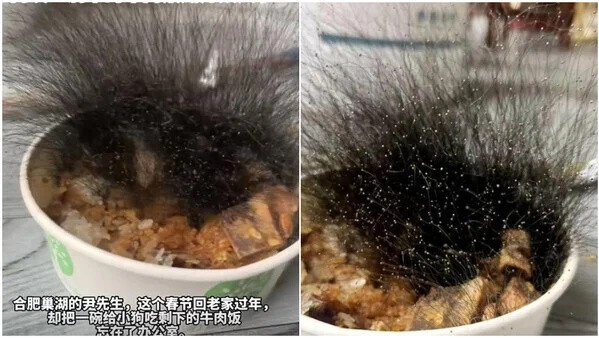 Để quên bát cơm ở văn phòng nửa tháng, người đàn ông tá hỏa trước cảnh tượng khi đi làm trở lại Ảnh 1