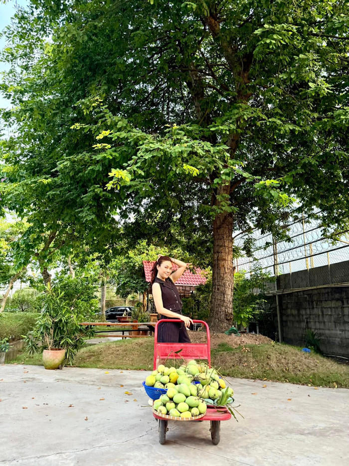 Mỹ Tâm từng flex rằng mình sở hữu vườn xoài 700 quả 
